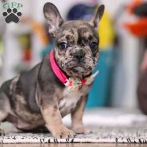 Chelsie, French Bulldog Puppy